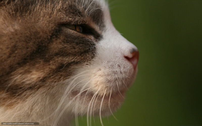 Cat in Profile — Brown, Calm