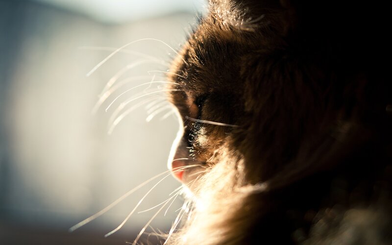 Cat in Profile — Brown, Serene