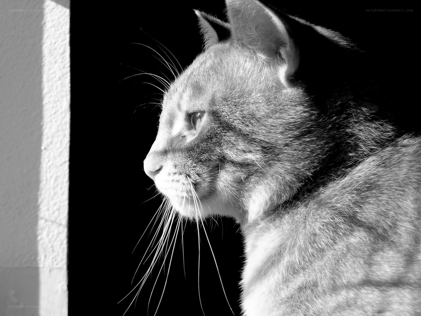 cat in profile by window
