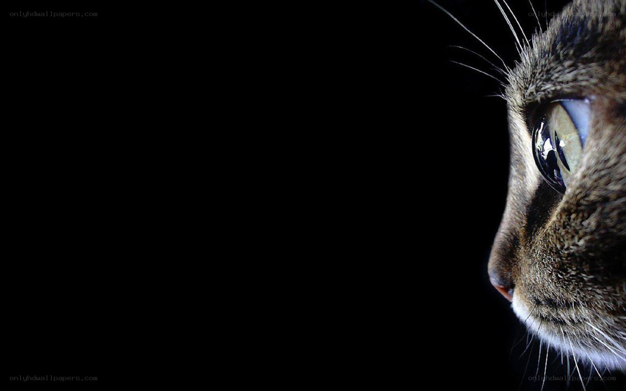 cat in profile on black