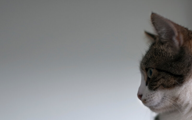 cat in profile view