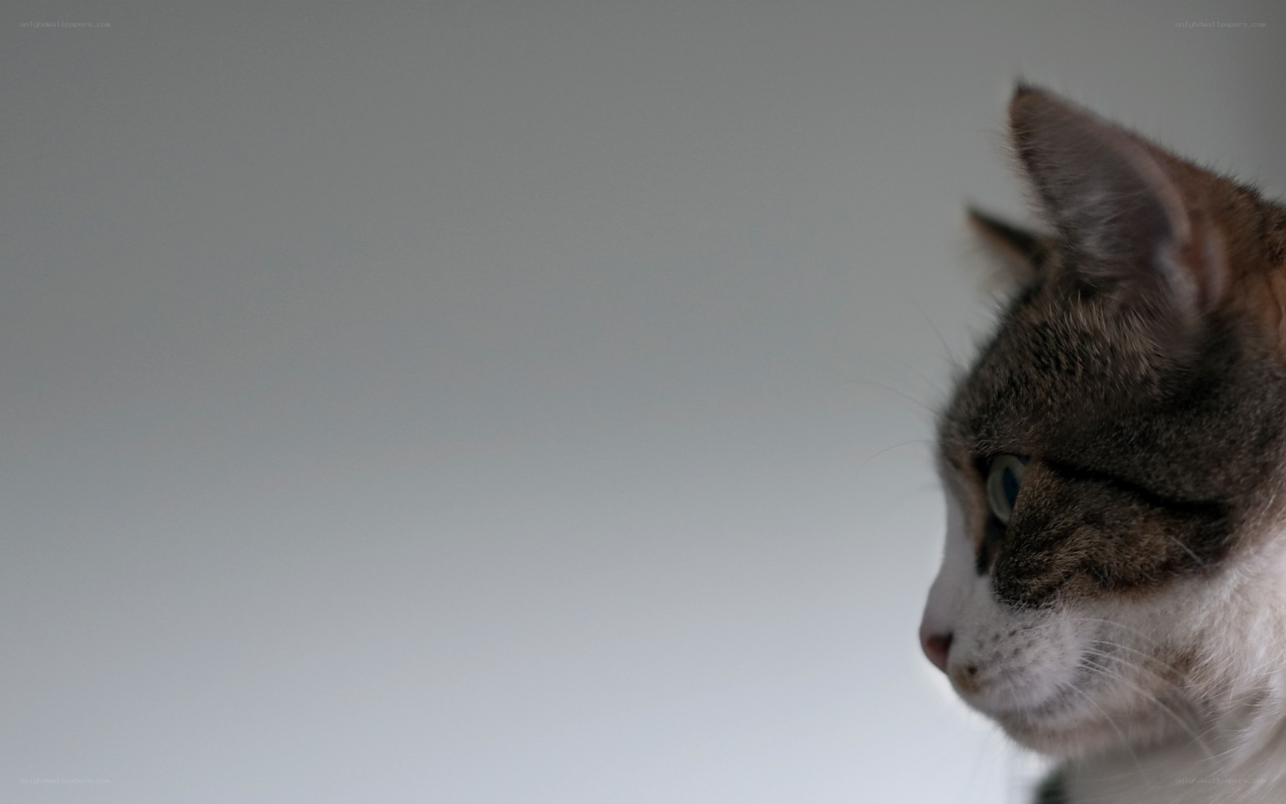 cat in profile view