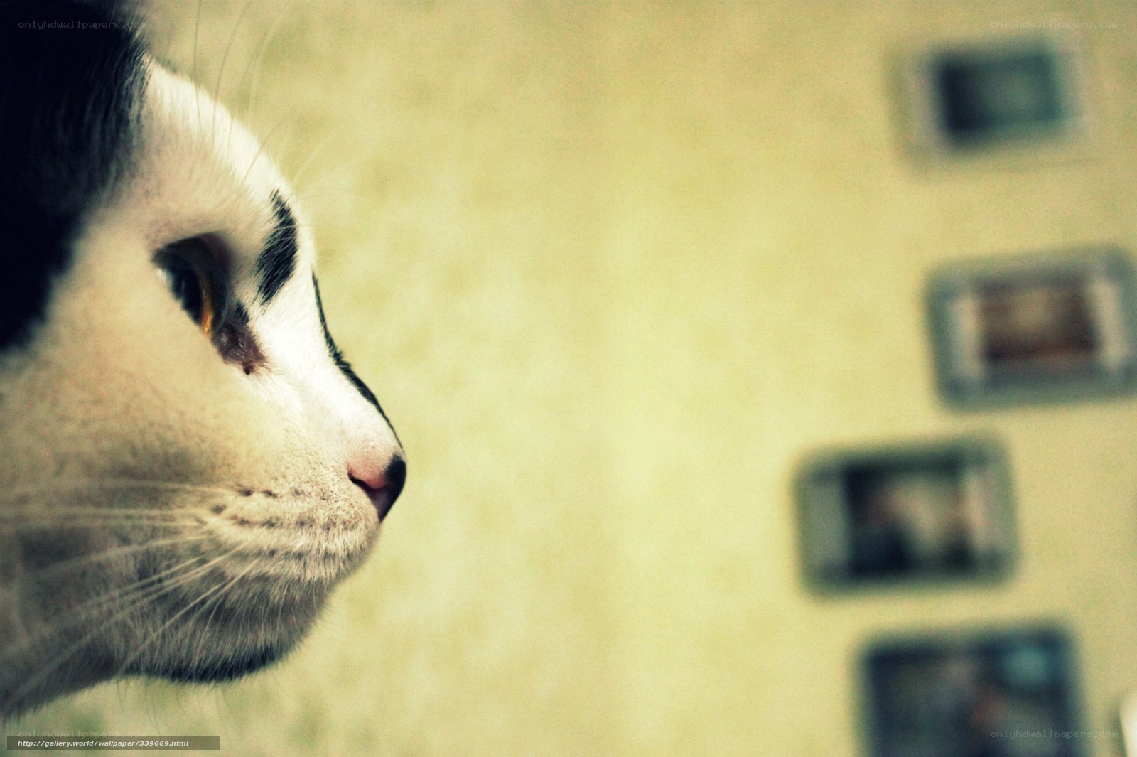 cat in profile view