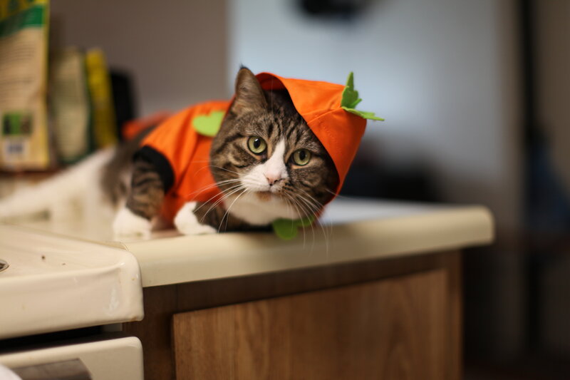 cat in pumpkin costume