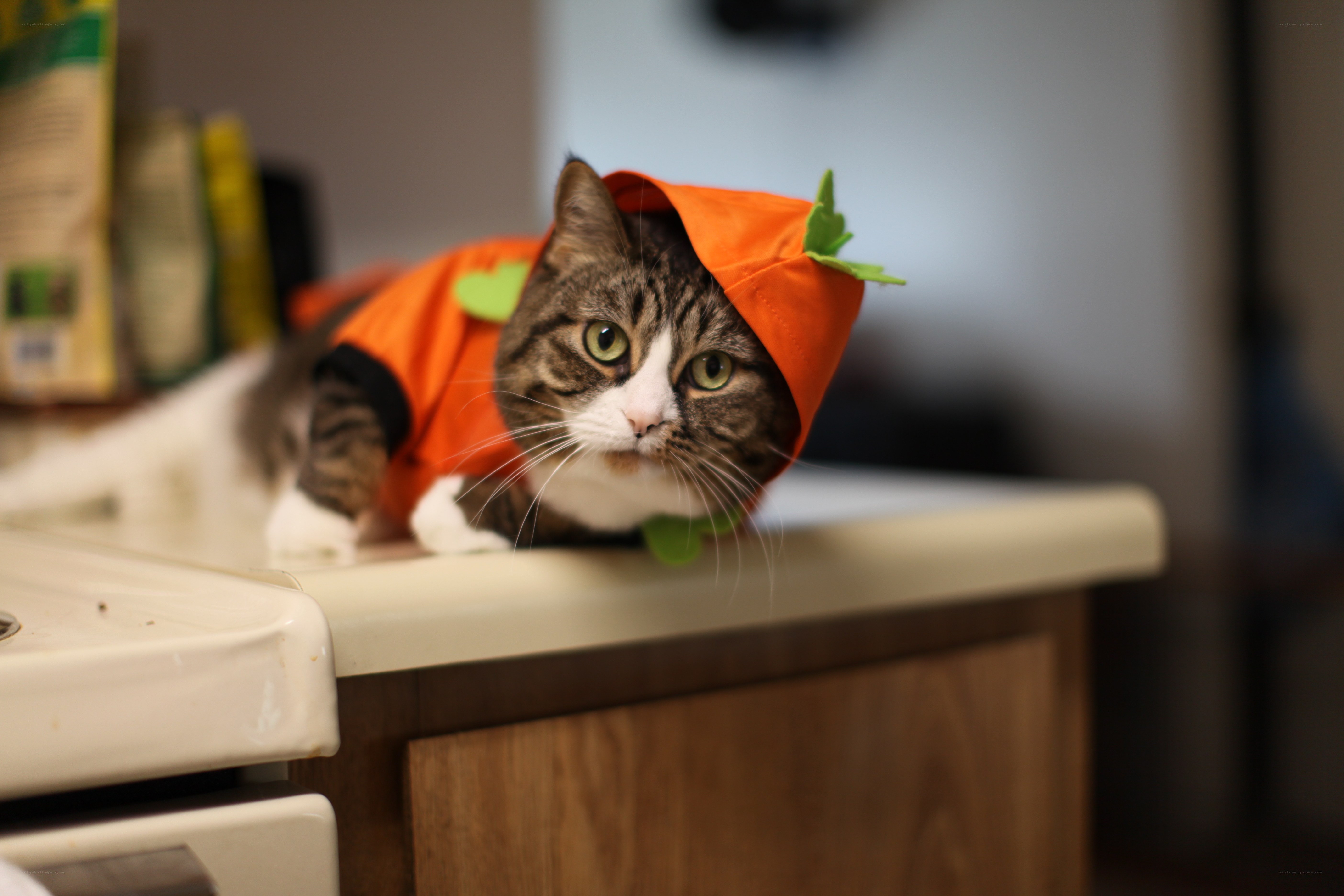 cat in pumpkin costume