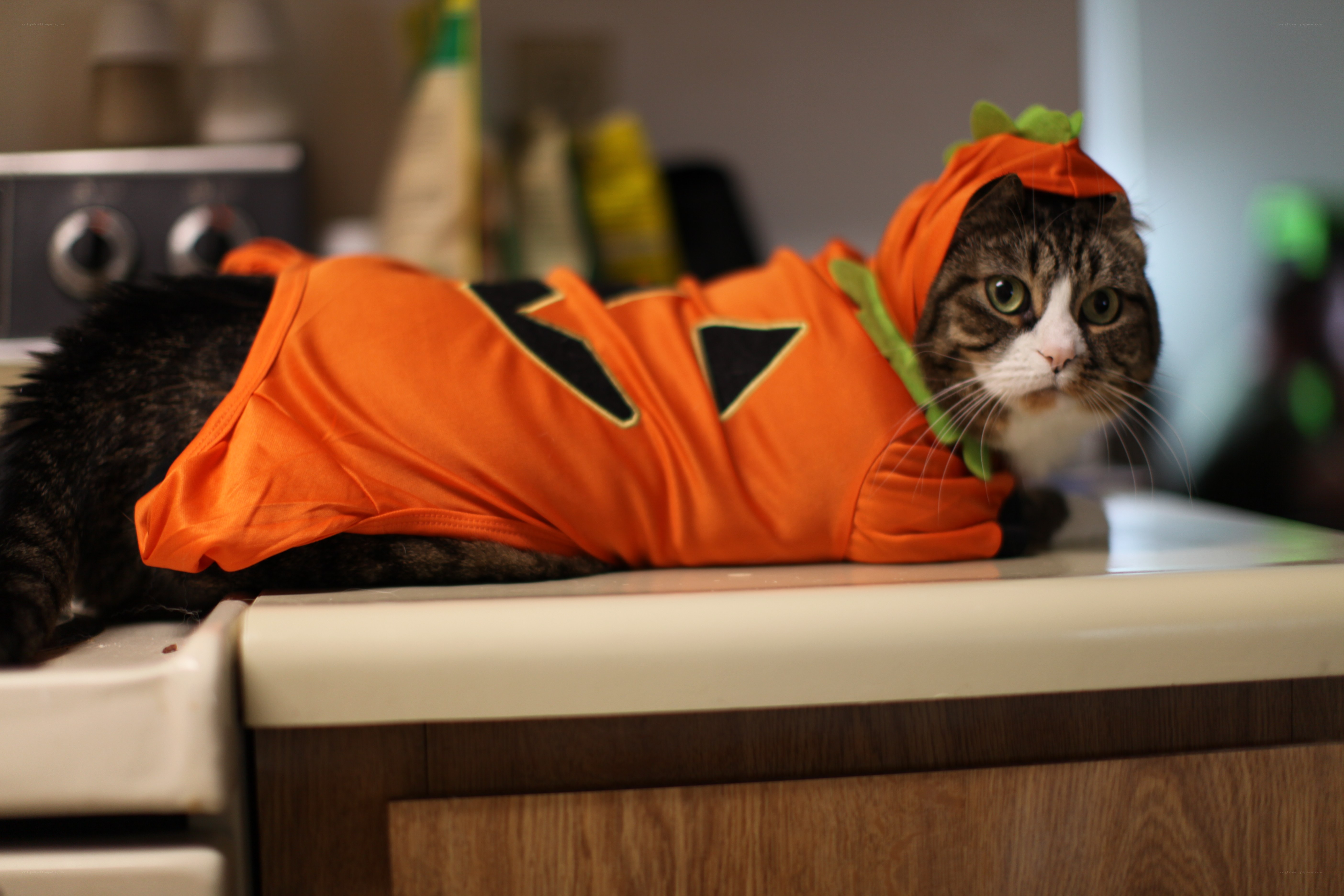 cat in pumpkin costume