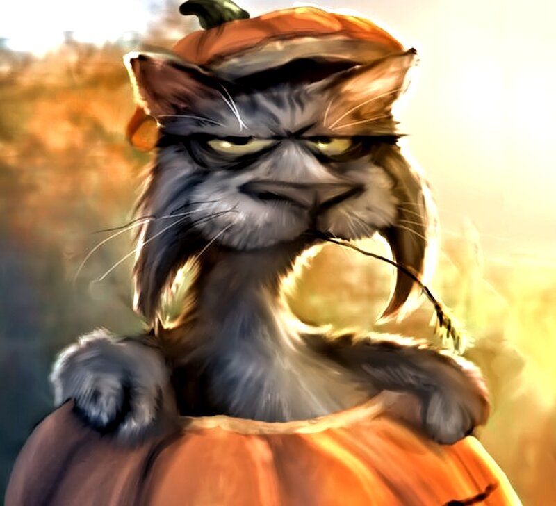 Cat in Pumpkin Costume — Orange, Dramatic