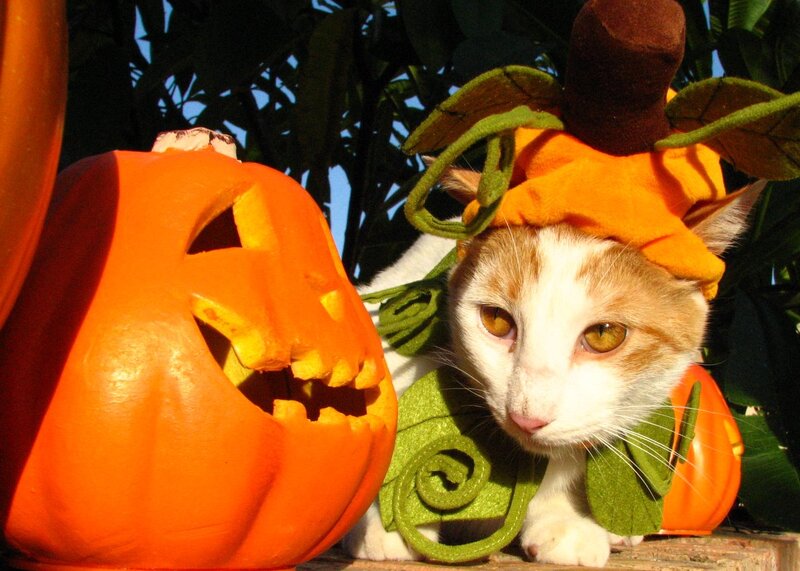 Cat in Pumpkin Costume — Orange, Festive