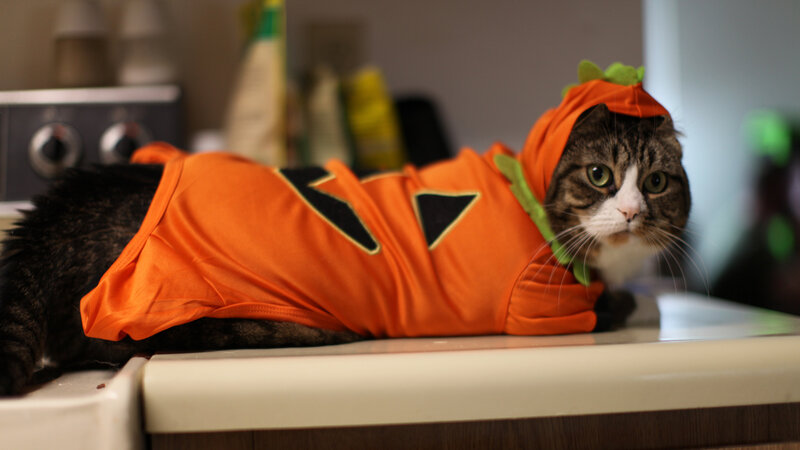 Cat in Pumpkin Costume — Orange