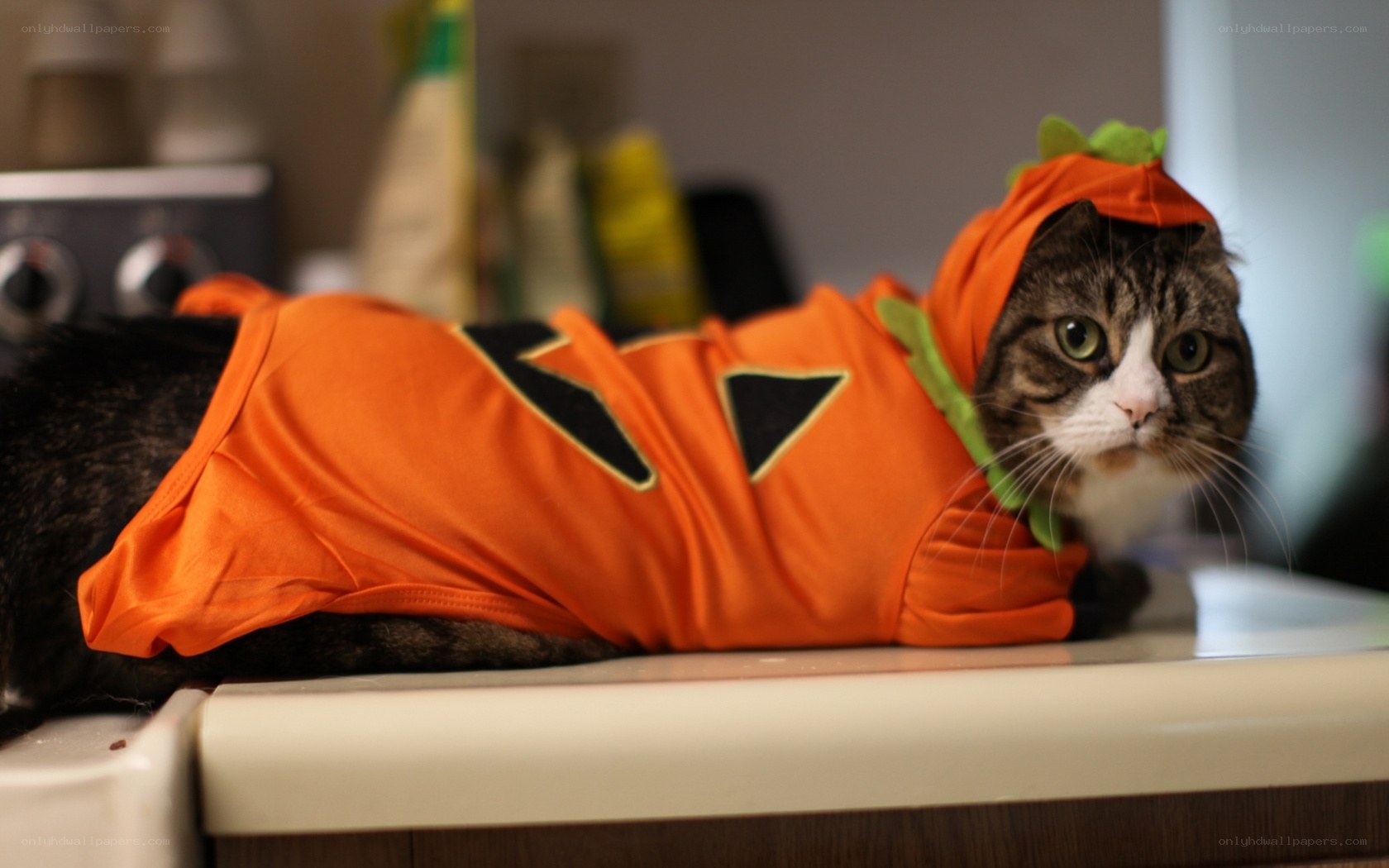 cat in pumpkin costume