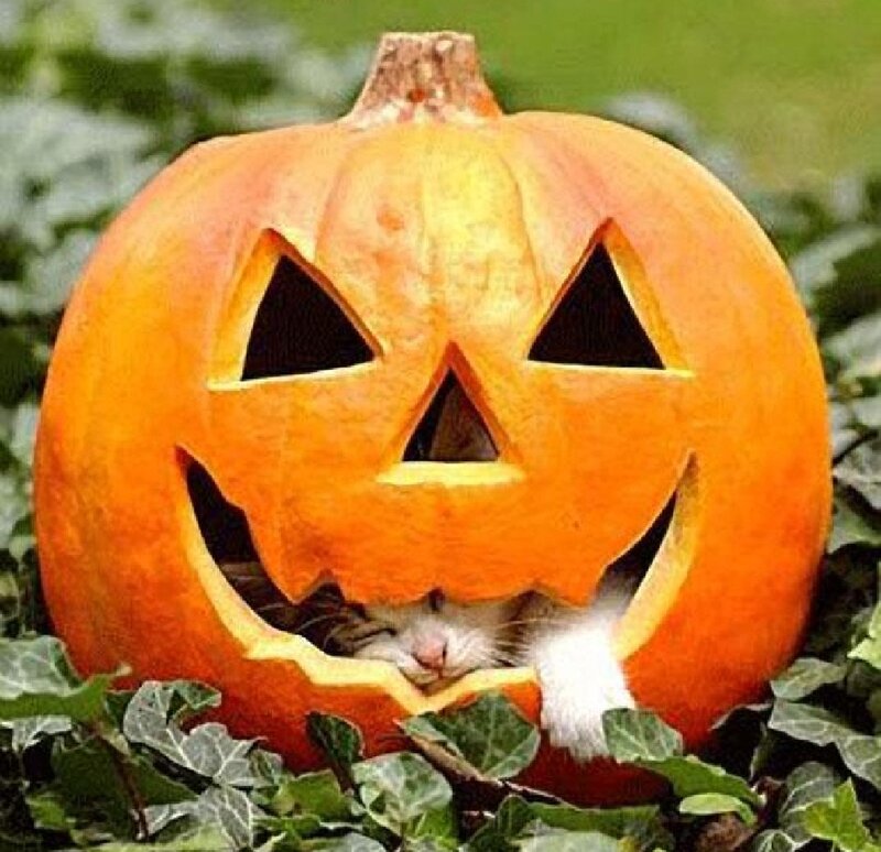 Cat in Pumpkin