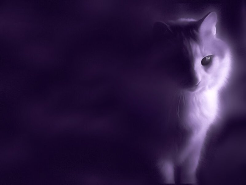 cat in purple light