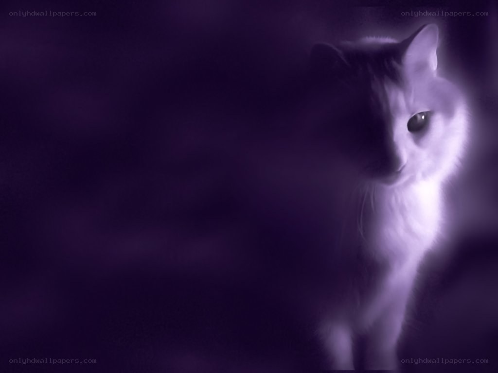 cat in purple light