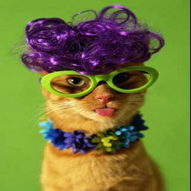 cat in purple wig and glasses