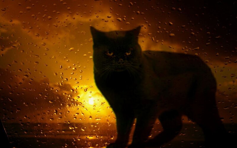 cat in rain at sunset
