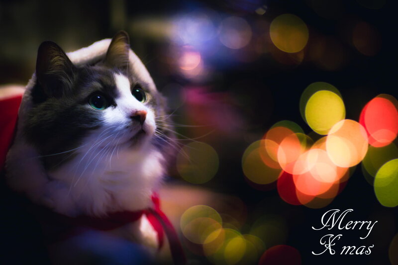 Cat in Red Collar