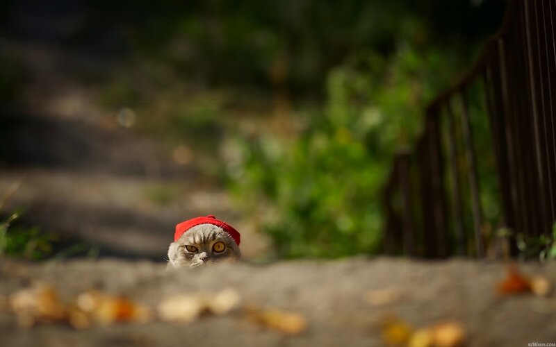 cat in red hat peeking out