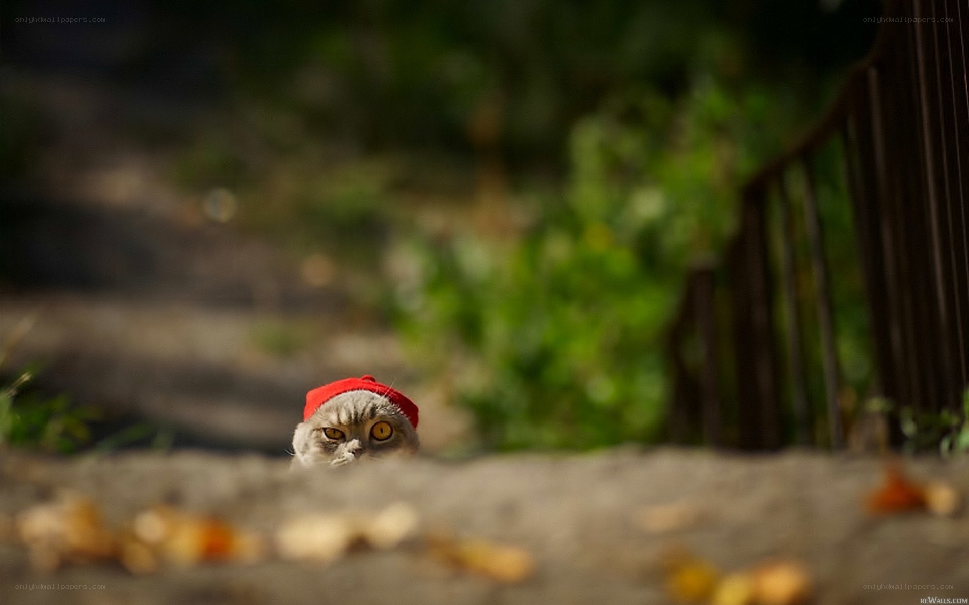cat in red hat peeking out