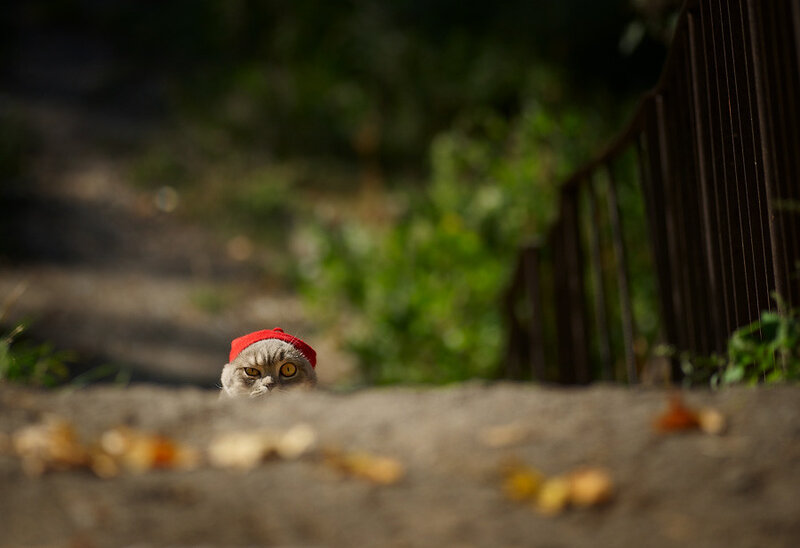 cat in red hat peeks out