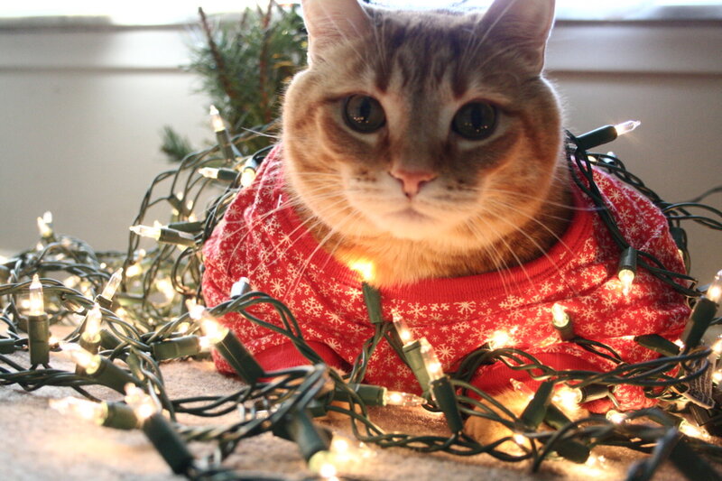 Cat in Red Sweater