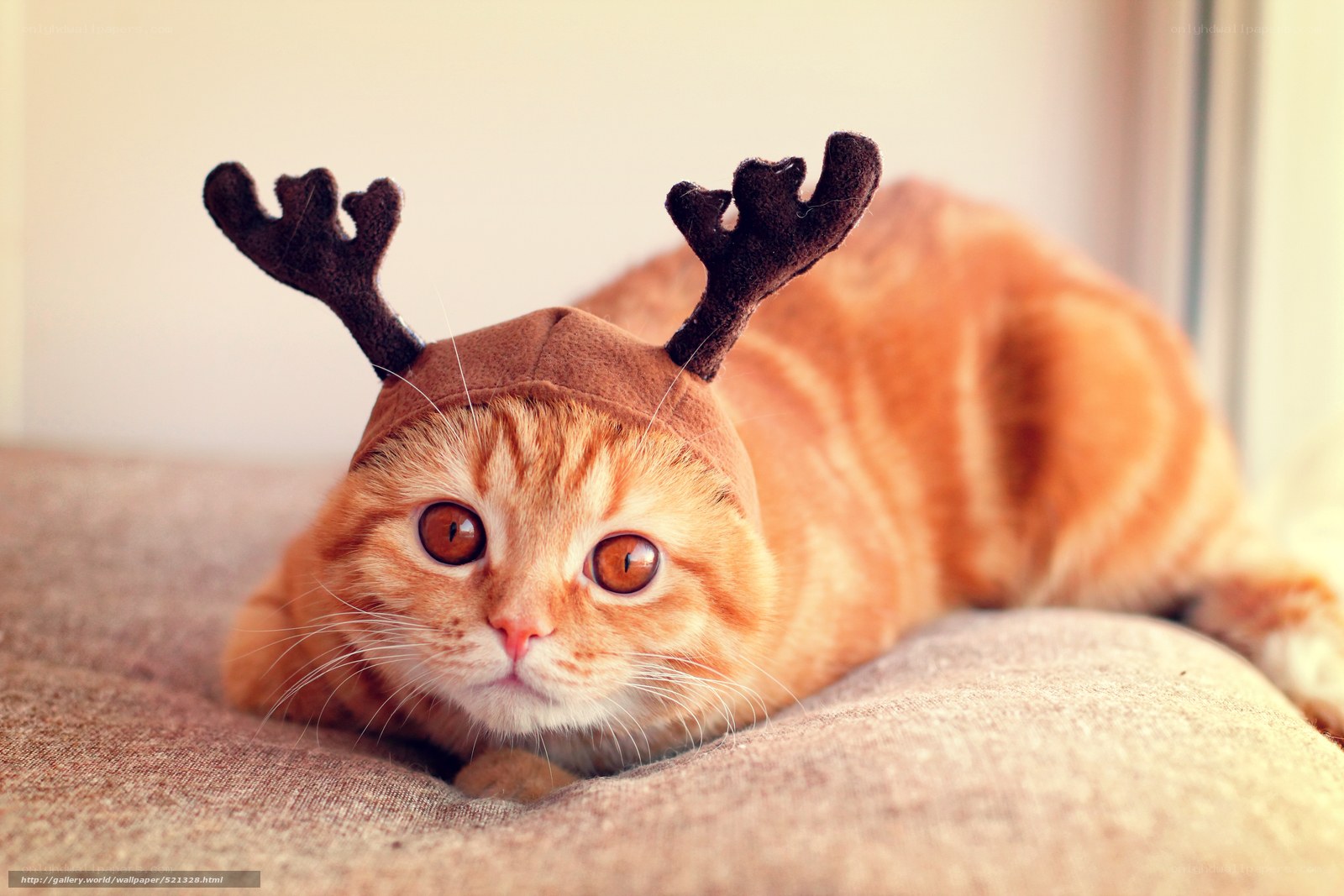 cat in reindeer antlers