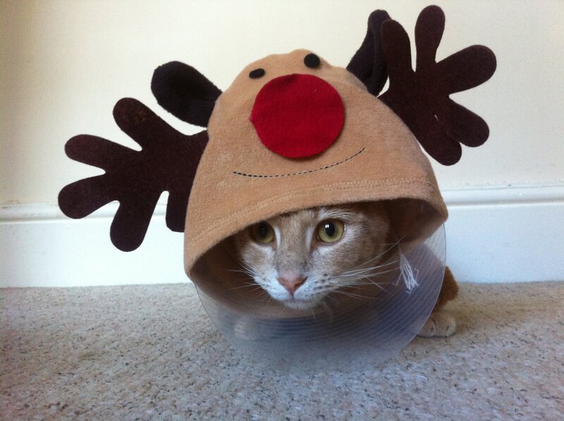 Cat in Reindeer Hat — Brown