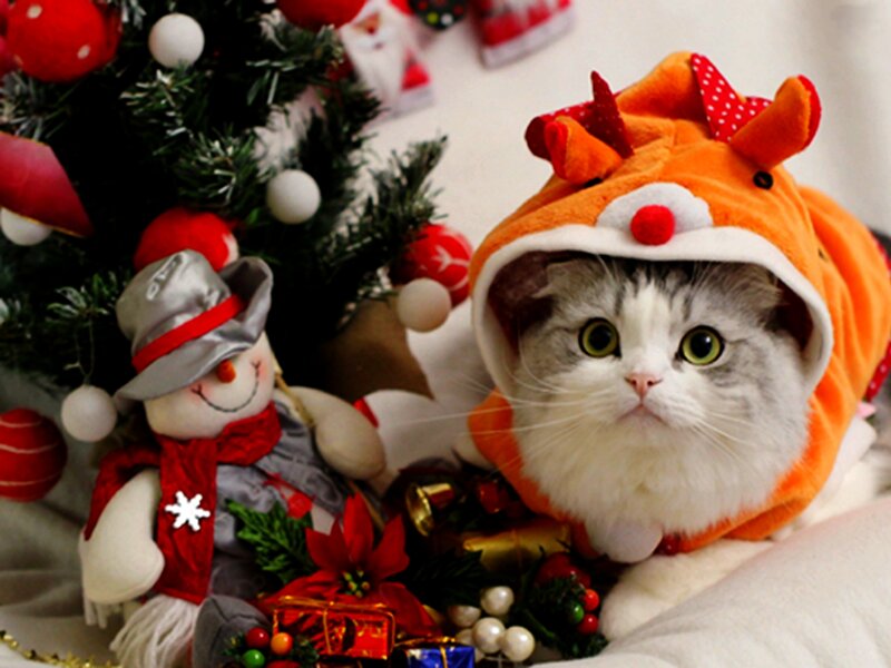 Cat in Reindeer Hat