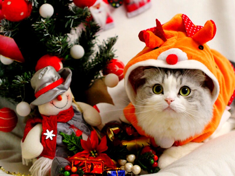 Cat in Reindeer Hat — White