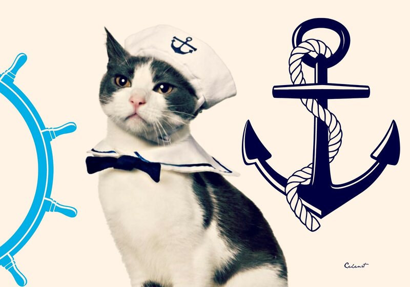 Cat in Sailor Outfit