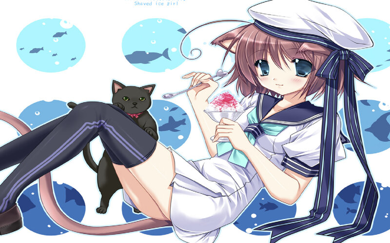 Cat in Sailor Uniform