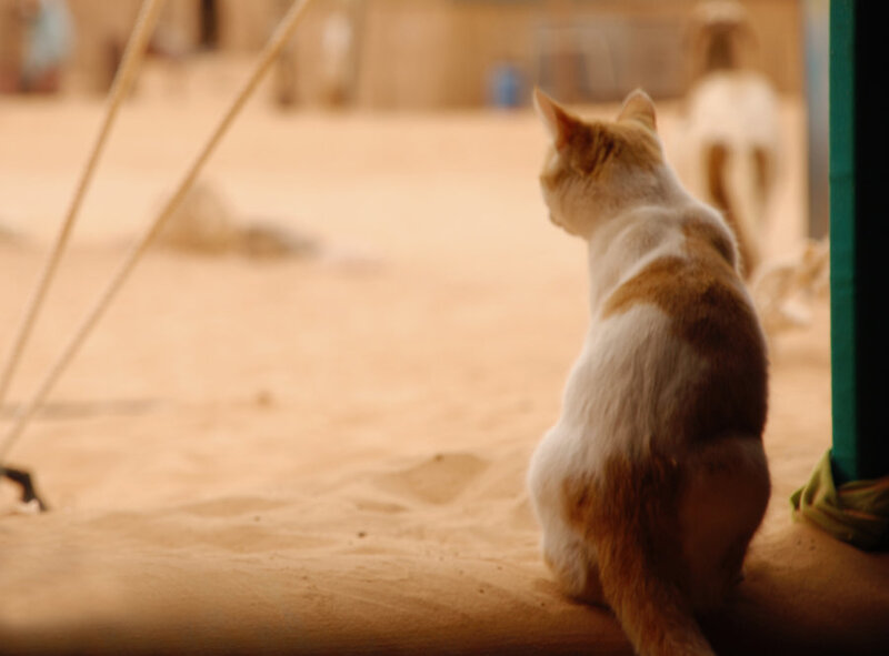 cat in sandy courtyard