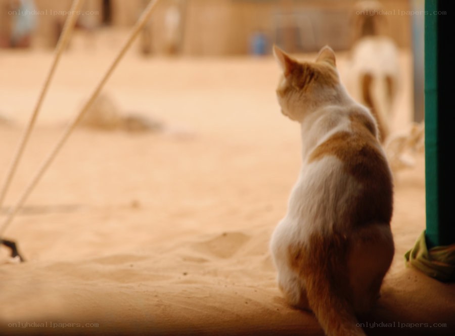 cat in sandy courtyard