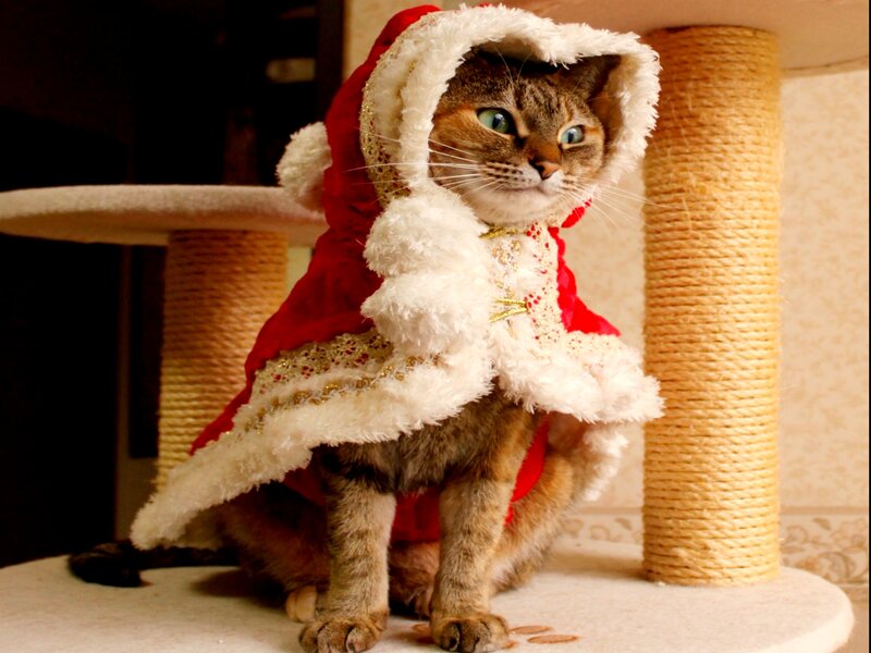 Cat in Santa Costume — Red