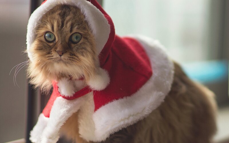 cat in santa costume