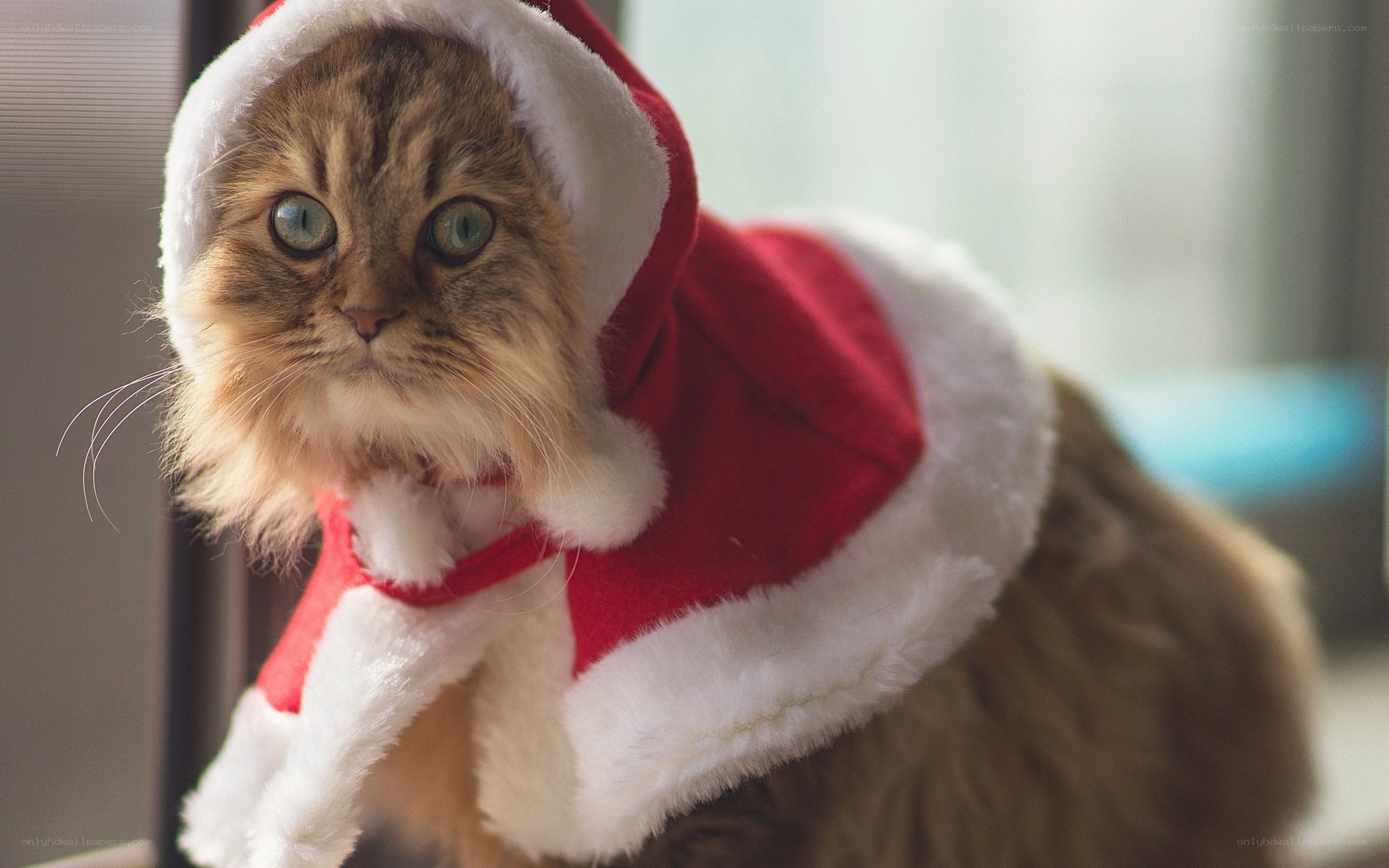 cat in santa costume