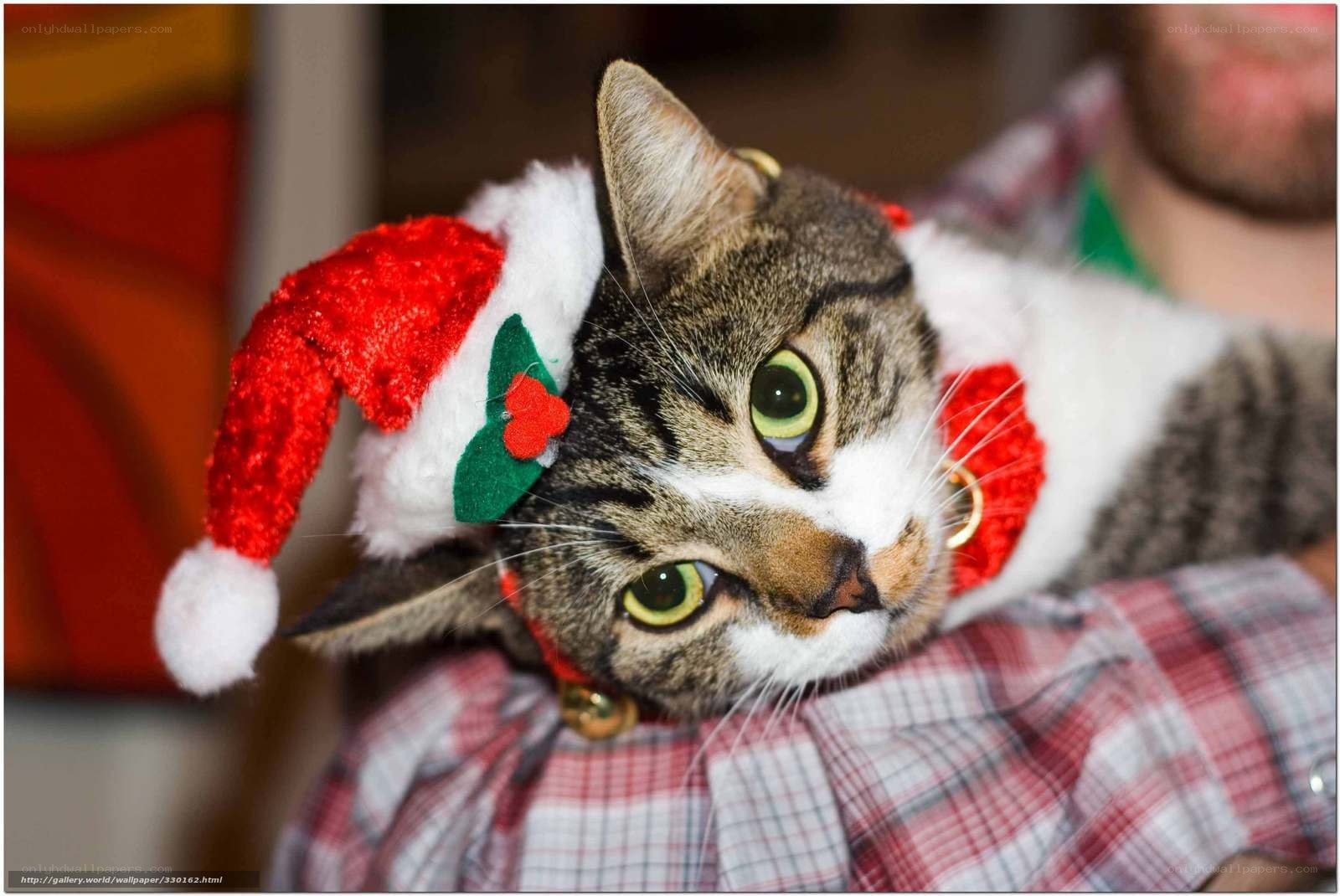 cat in santa hat