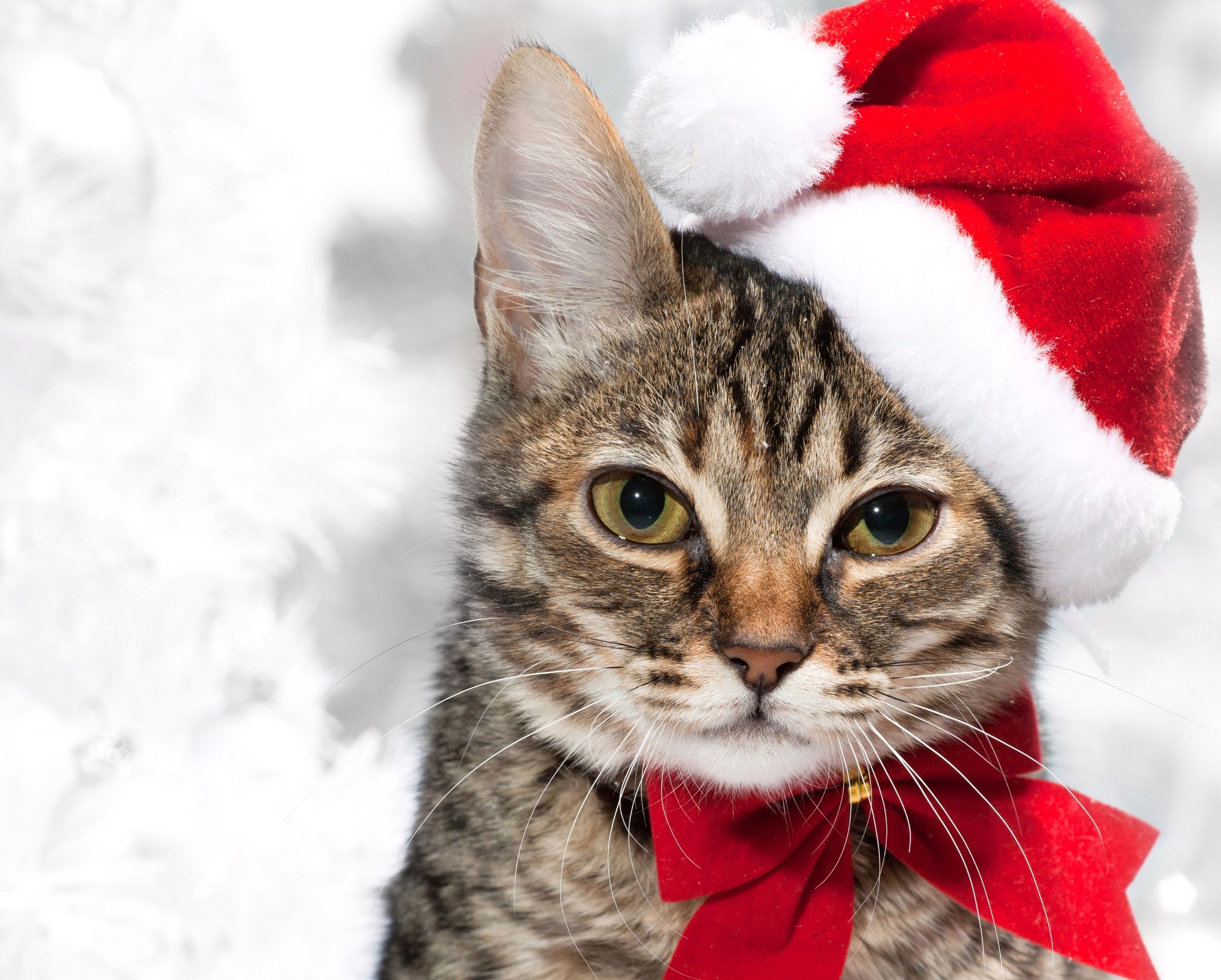 cat in santa hat