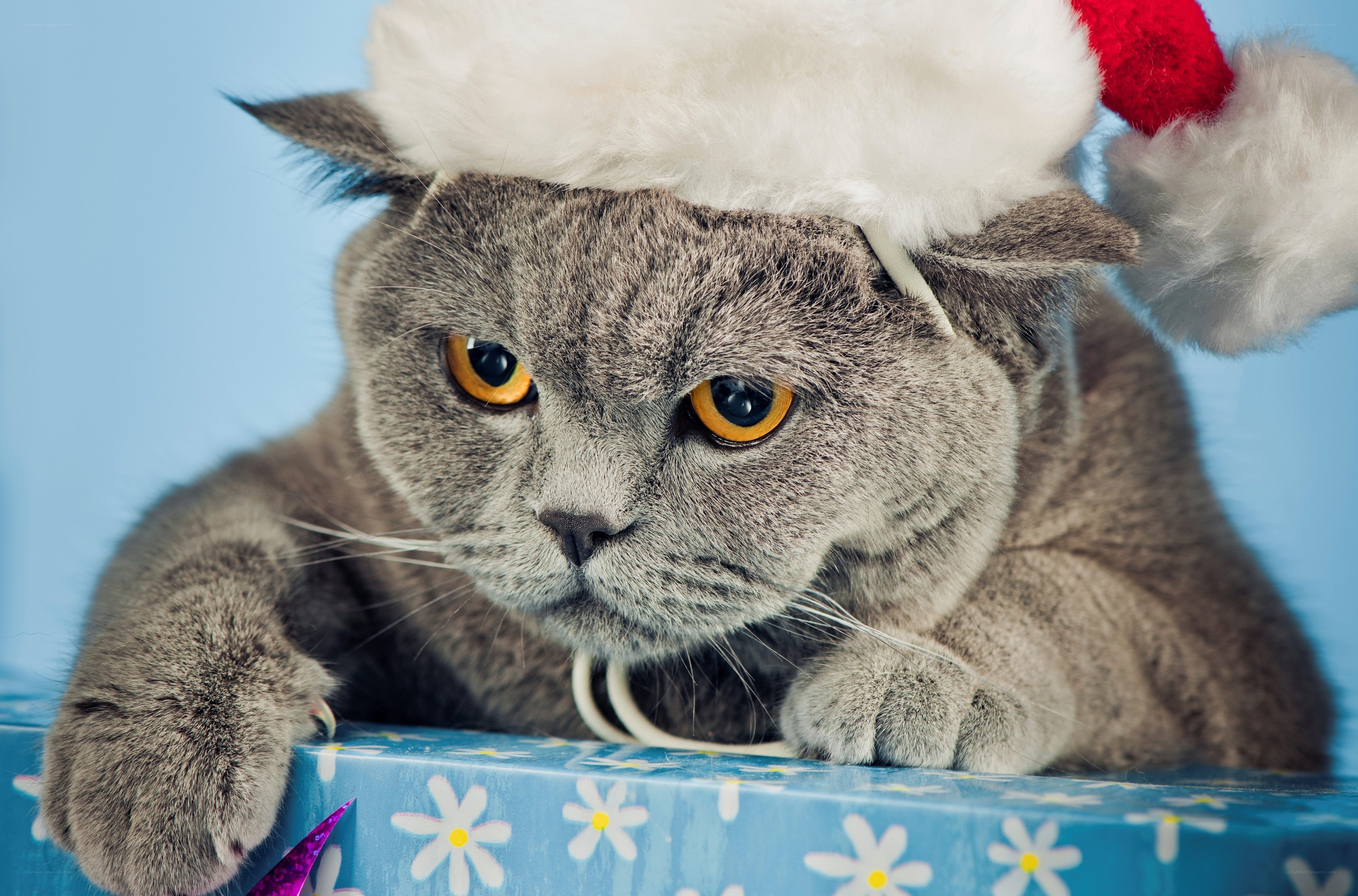 cat in santa hat