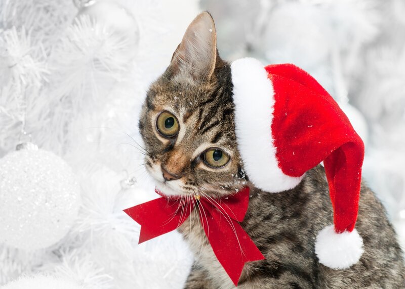 cat in santa hat