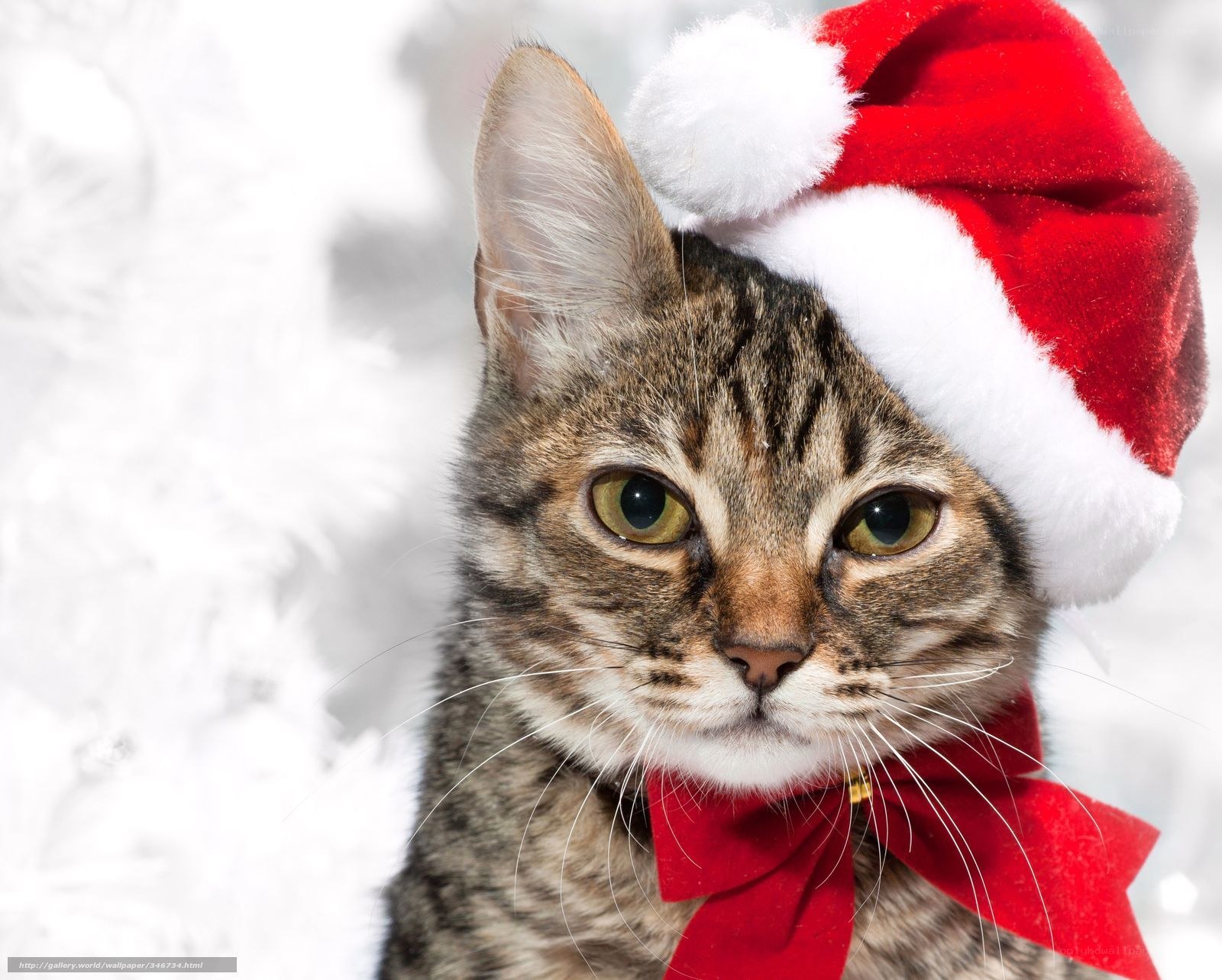 cat in santa hat