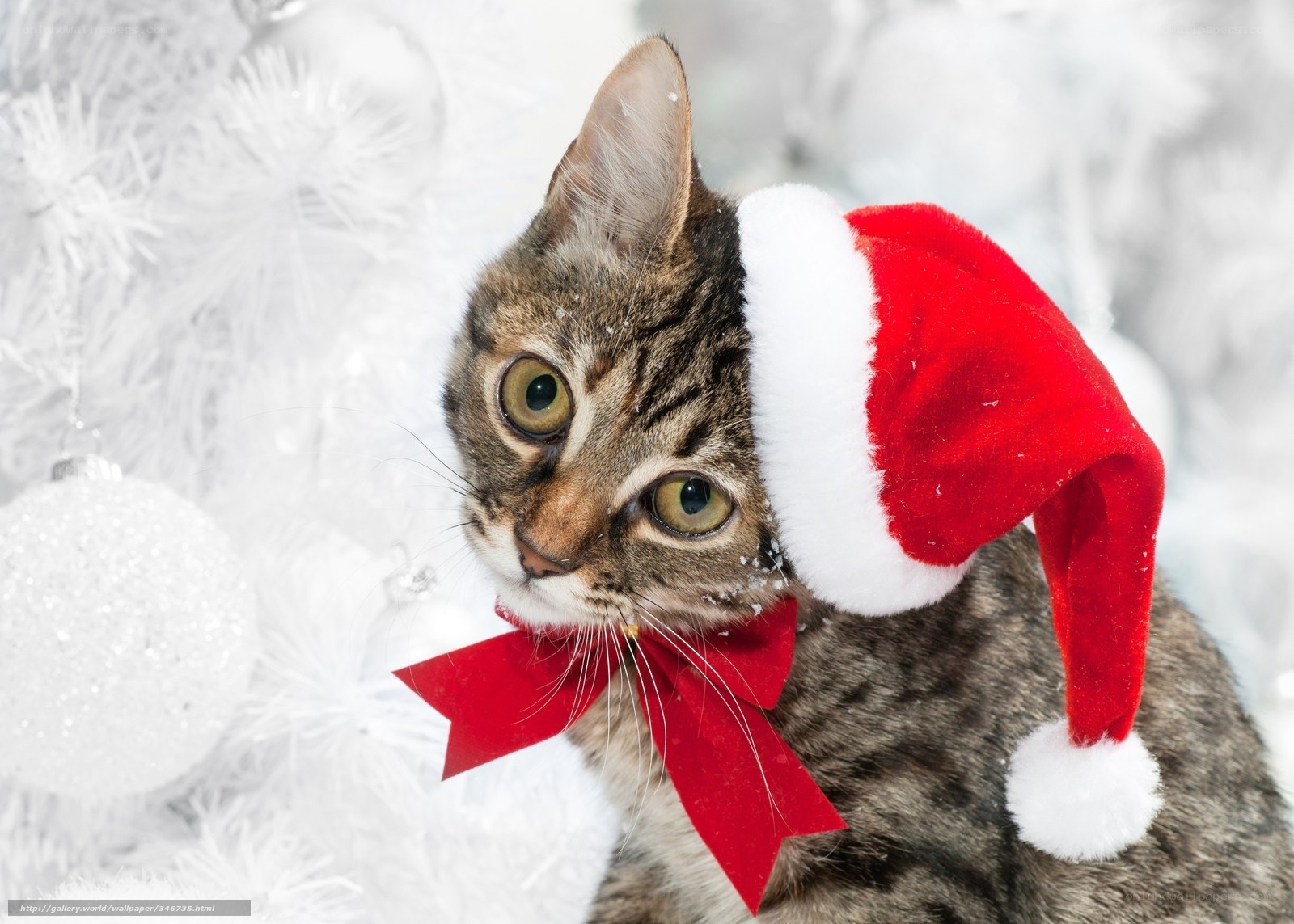 cat in santa hat