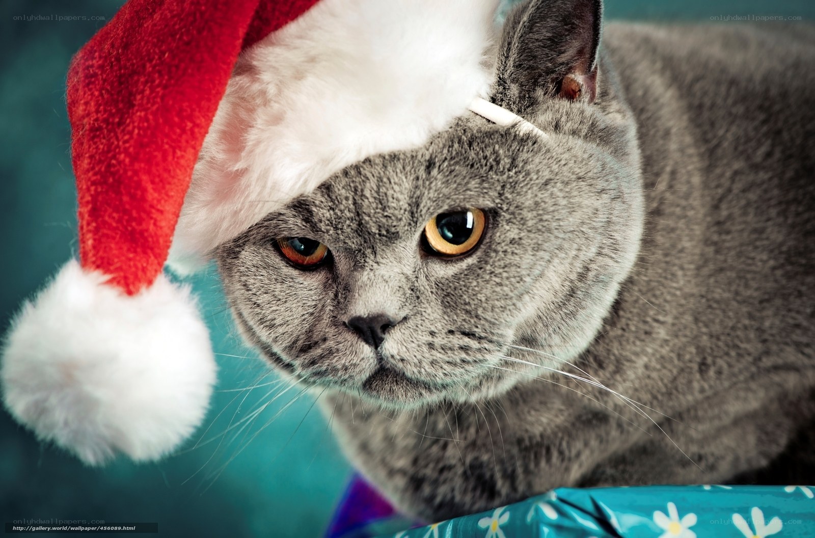 cat in santa hat