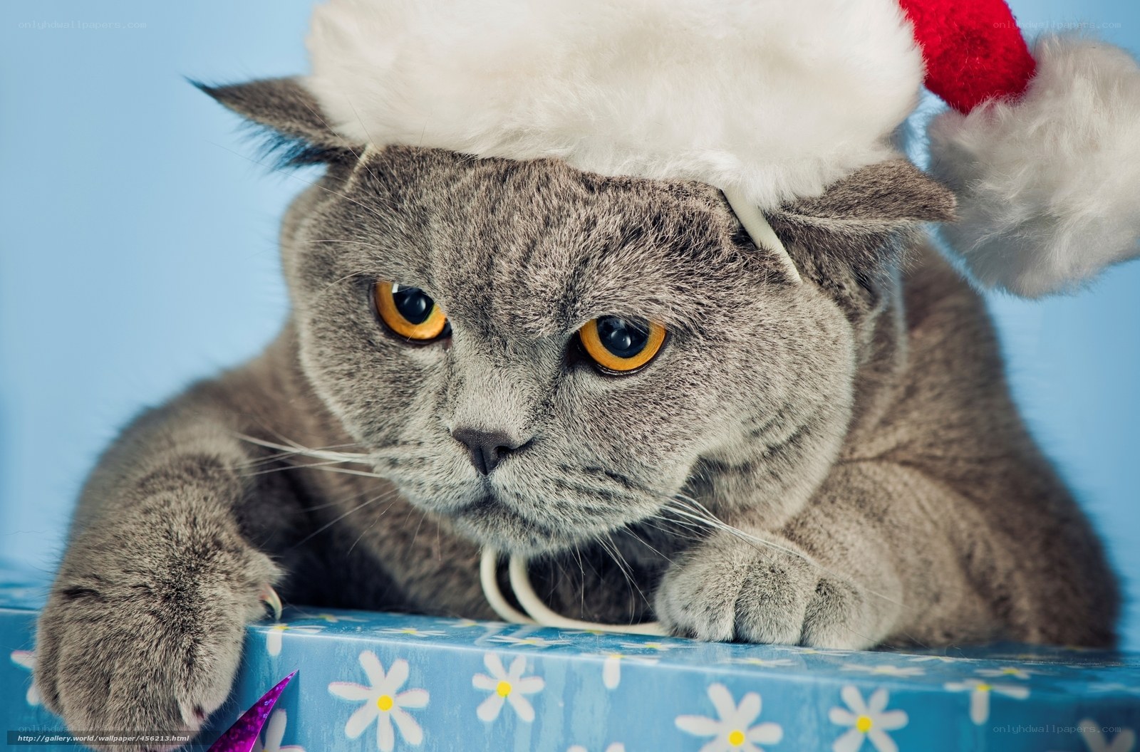 cat in santa hat