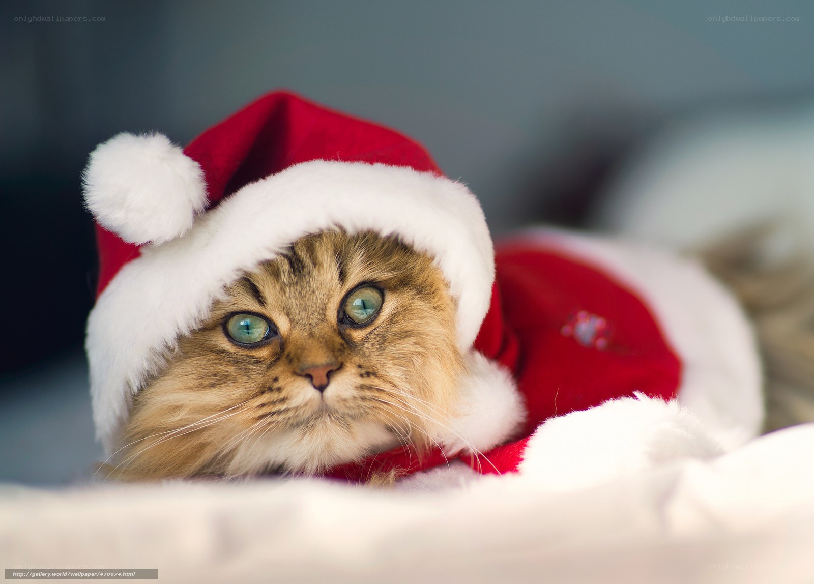 cat in santa hat