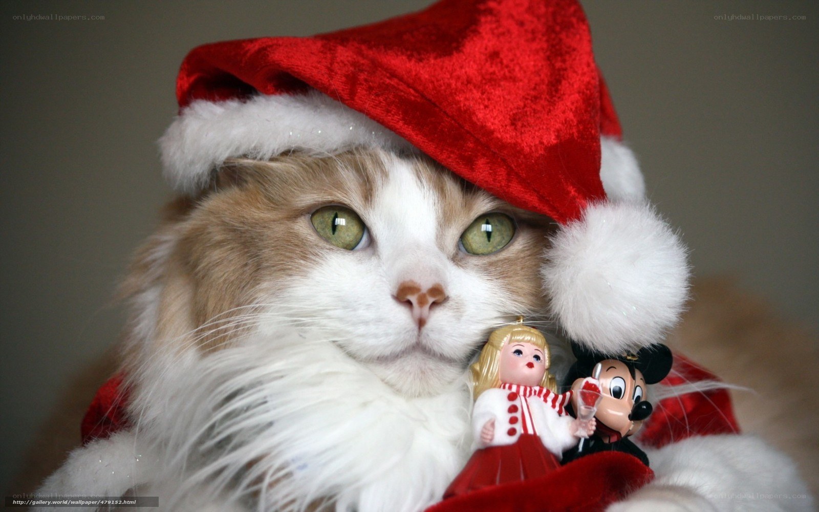 cat in santa hat