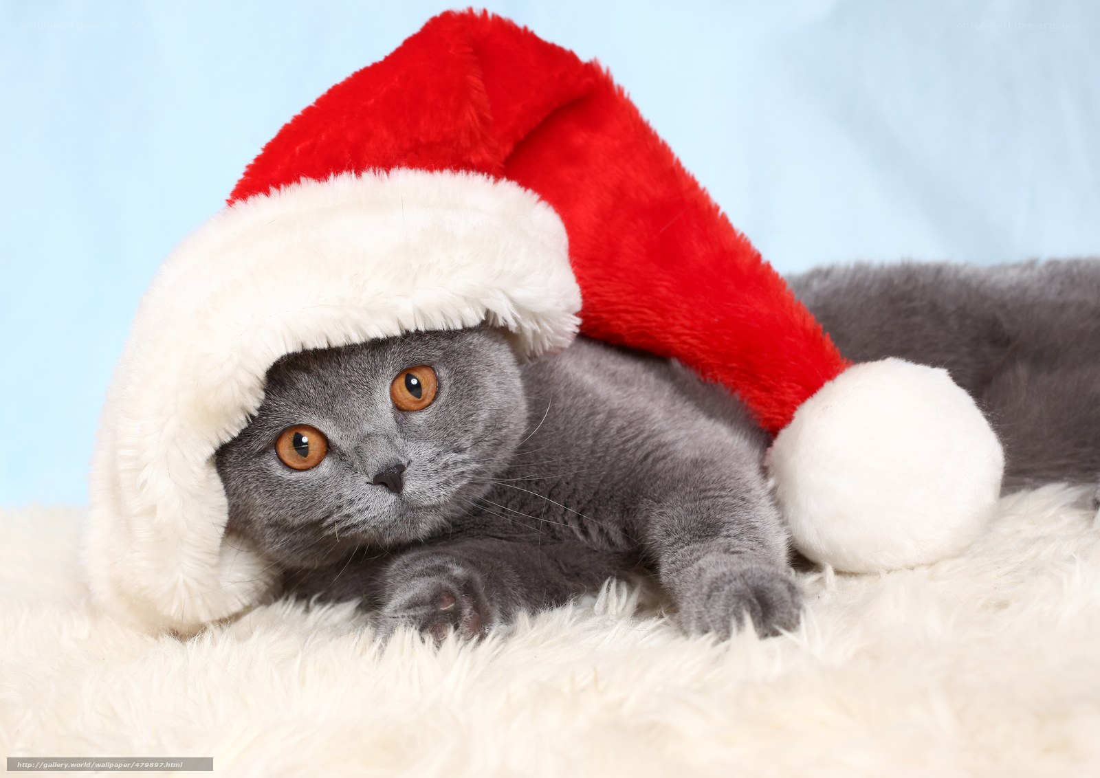 cat in santa hat