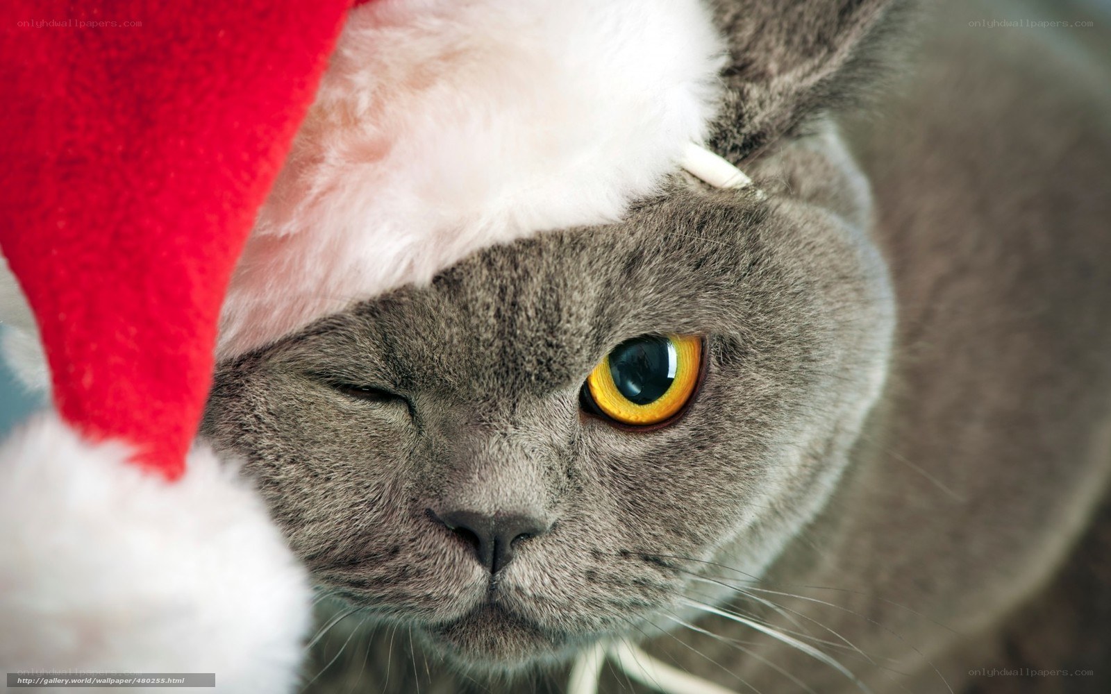 cat in santa hat