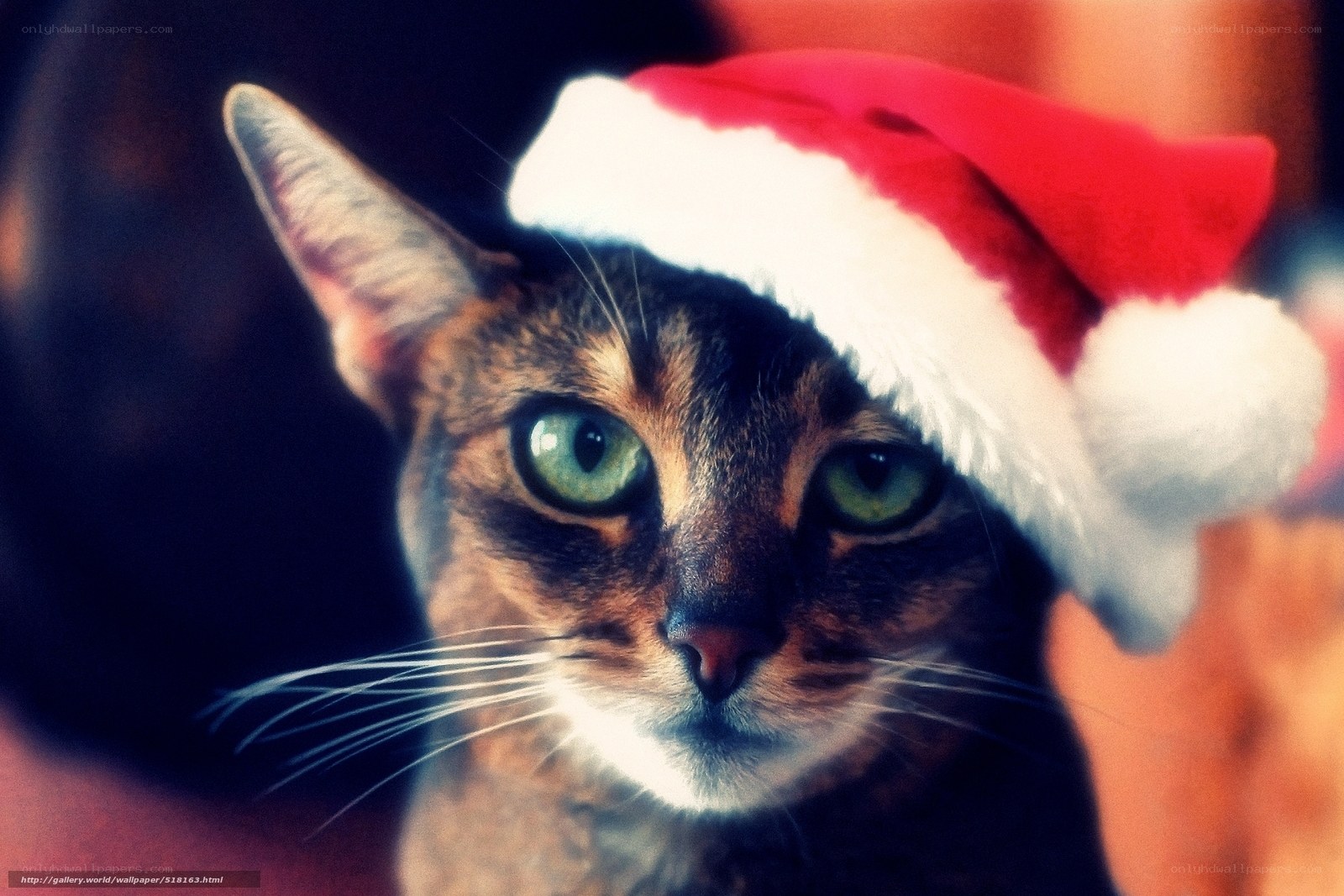 cat in santa hat