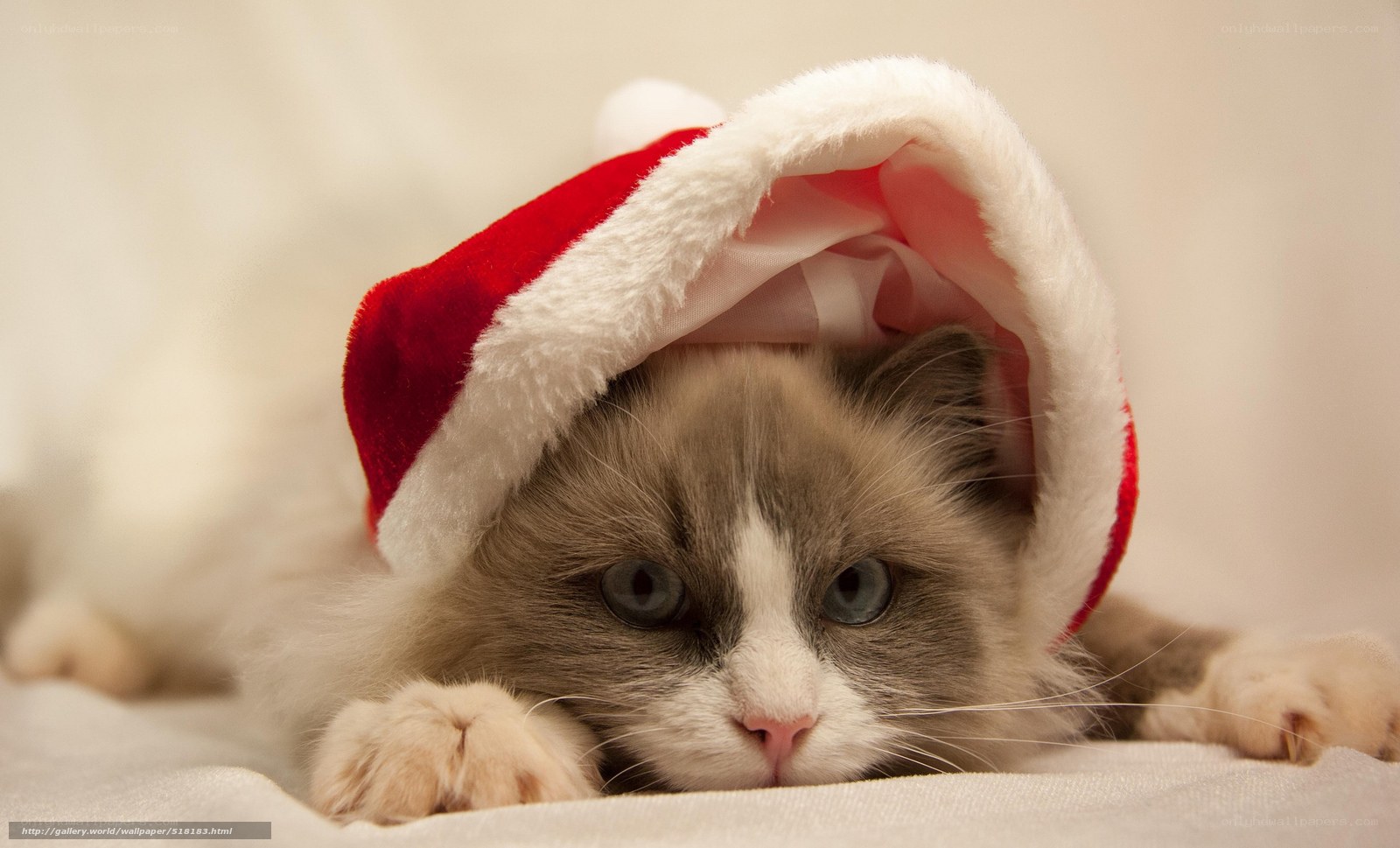cat in santa hat