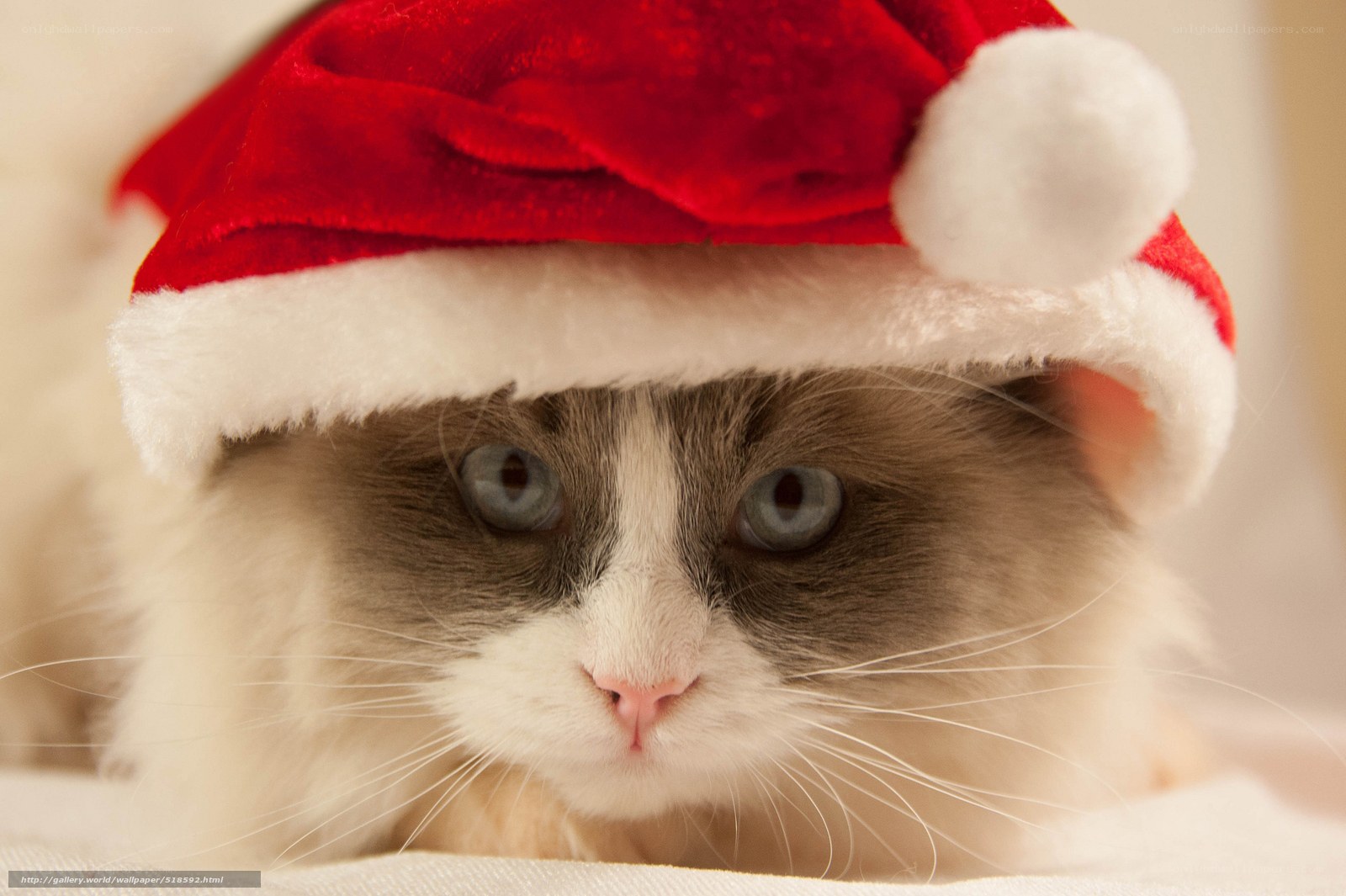 cat in santa hat